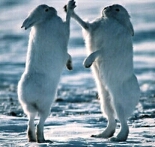 Bunnies high 5!